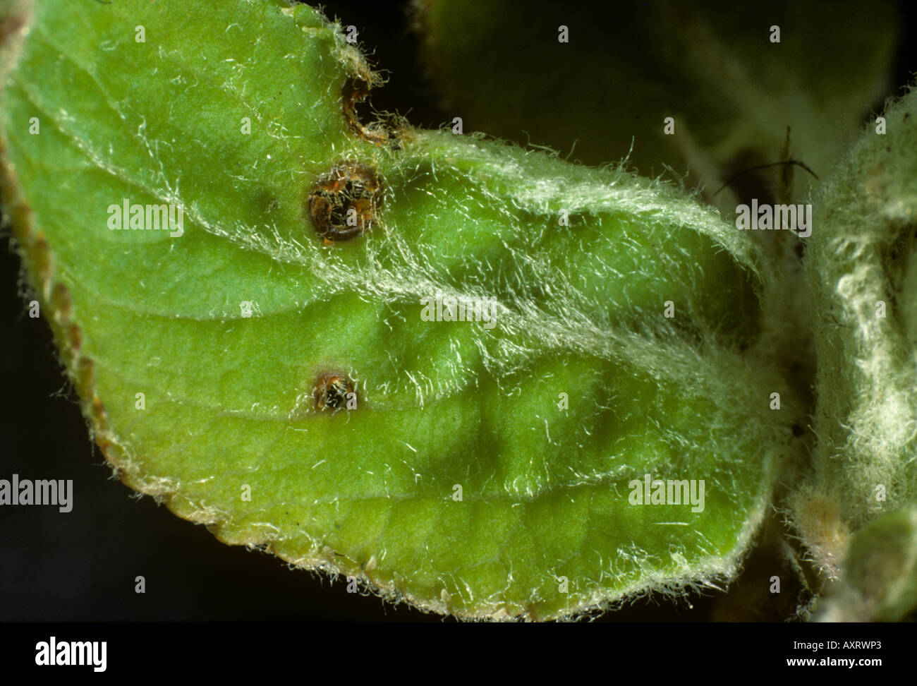 Danni al giovane foglia di apple da una falena invernale Operophtera brumata caterpillar a germogliata Foto Stock