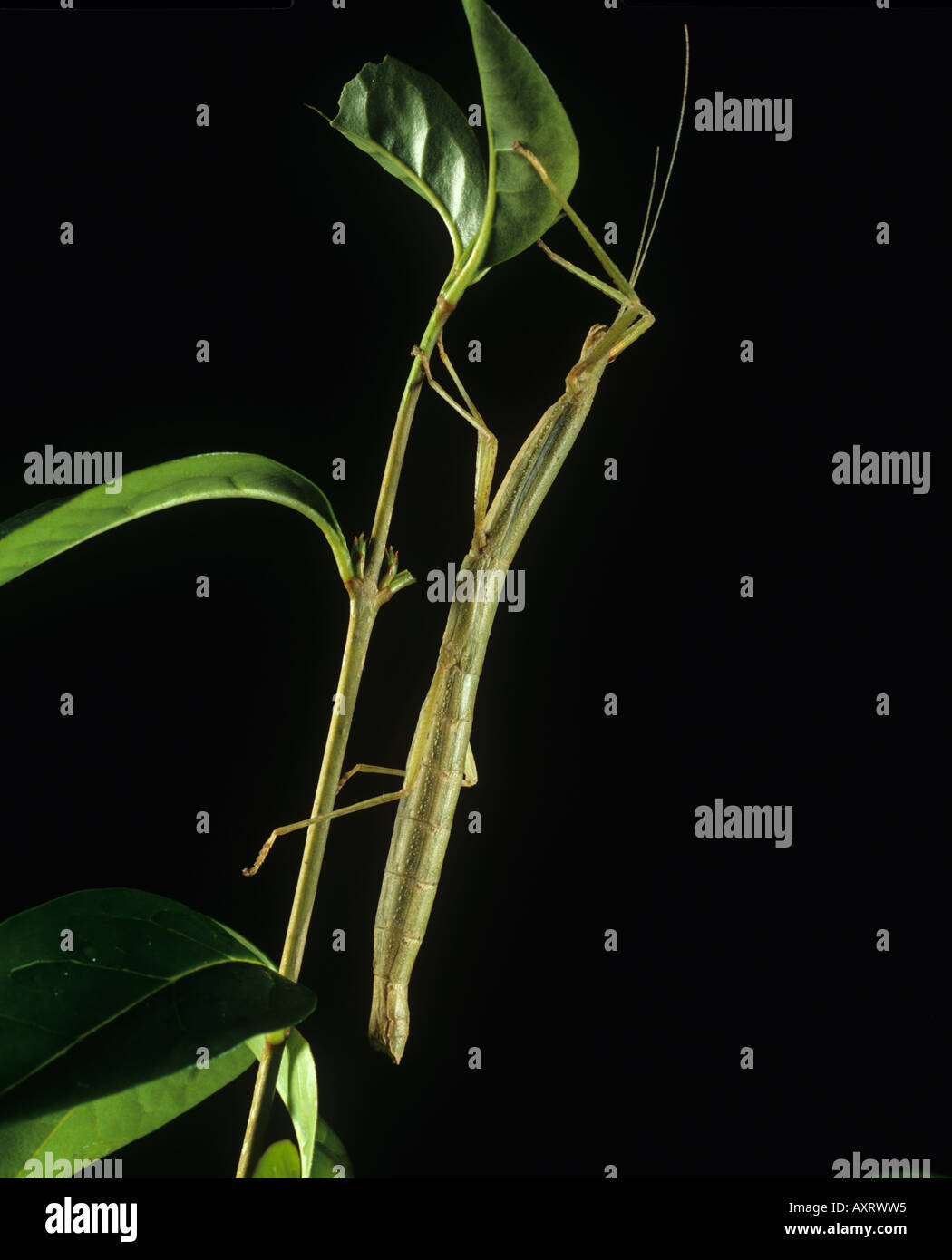 Indian stick insetto Carausius morosus su ligustro Foto Stock