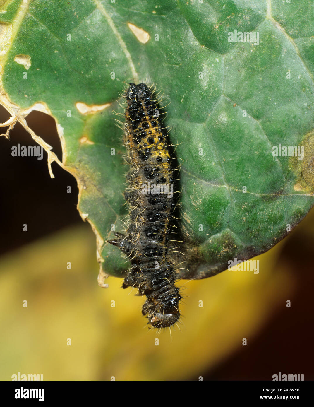 Un Sarcococca brassicae caterpillar 5 giorni dopo il trattamento con Bacillus thuringiensis Foto Stock