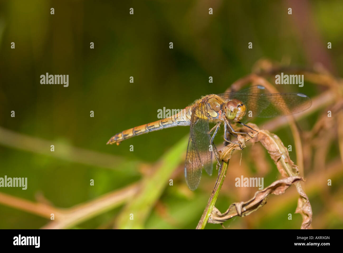 Comune femmina darter sypetrum striolatum Foto Stock