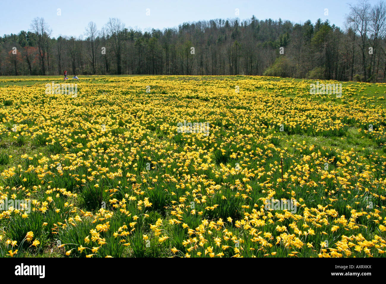 Campo di giallo Giunchiglie in North Georgia Mountains Foto Stock