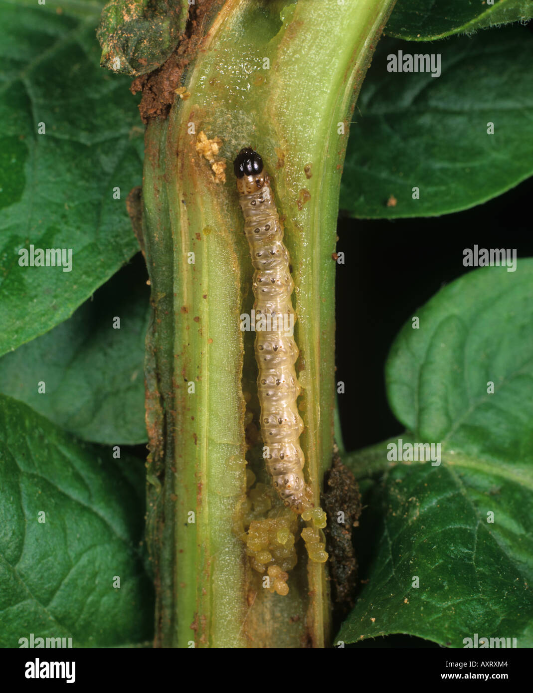 Piralide del mais Ostrinia nubialis caterpillar in un gambo di patate Foto Stock