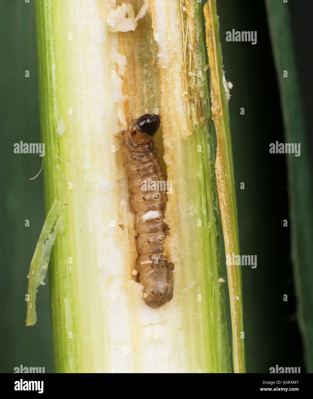 Piralide del mais Ostrinia nubialis caterpillar in mais danneggiati stelo Foto Stock