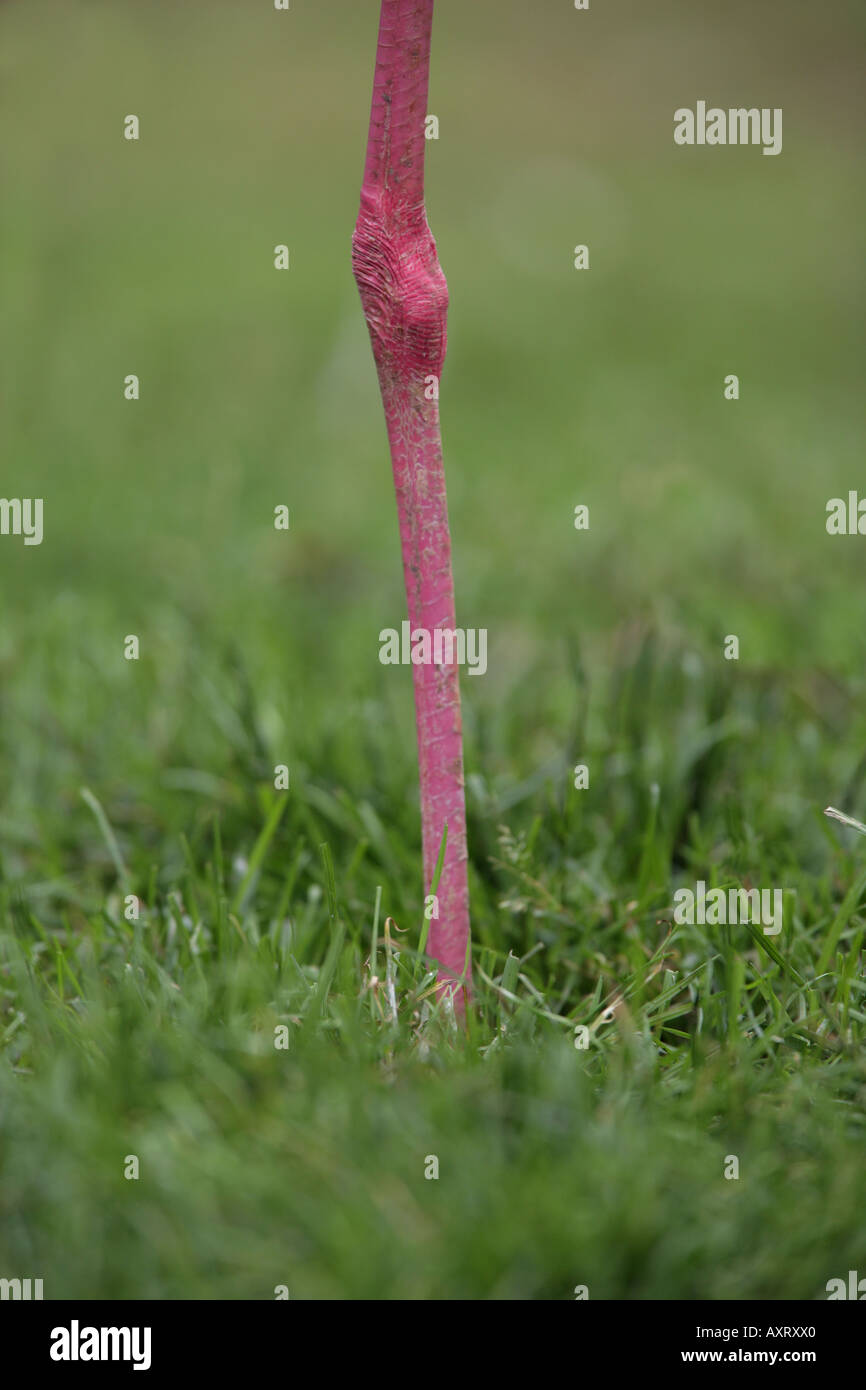 Gamba di Caribbean Flamingo - Phoenicopterus ruber Foto Stock