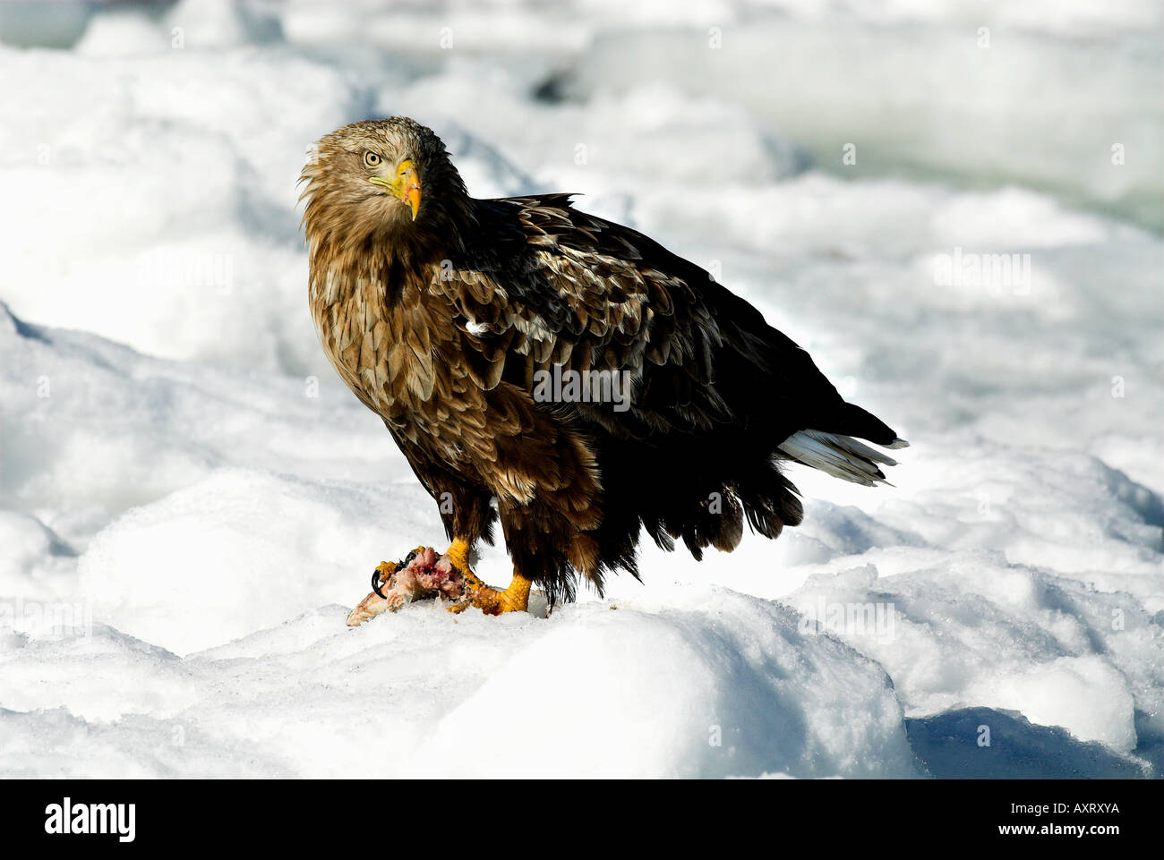 White Tailed Sea Eagle Haliaeetus albicilla avanzamento sul pesce di mare sulla banchisa Okhotsk Rausu mare Isola Hokkaido in Giappone Foto Stock White Tailed Sea Eagle Haliaeetus albicilla avanzamento sul pesce di mare sulla banchisa Okhotsk Rausu mare Isola Hokkaido in Giappone Foto Stock