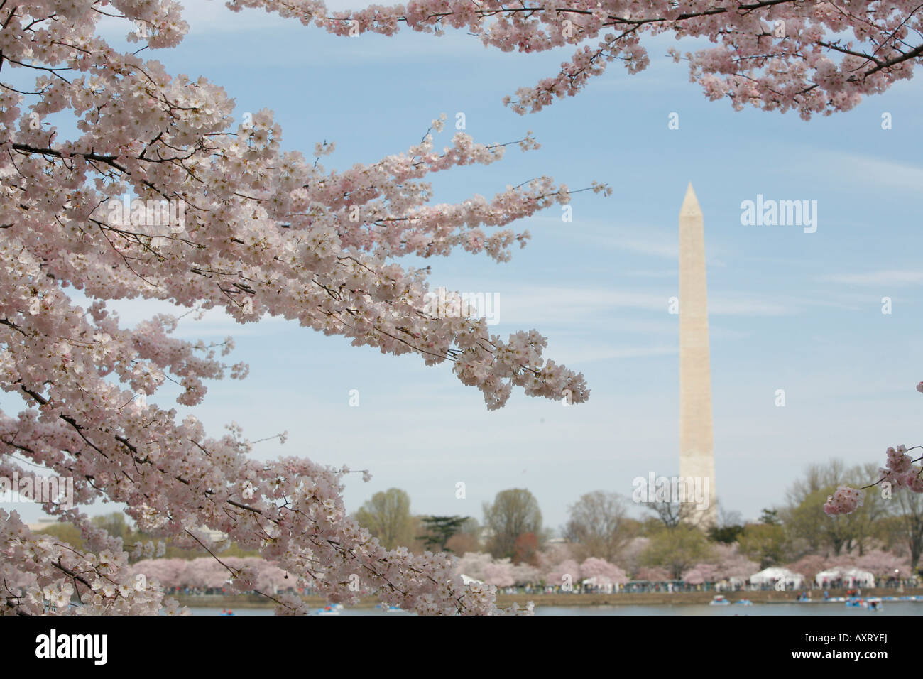 Tidal Basin, fiori di ciliegio, il Monumento a Washington, Washington DC, Stati Uniti d'America Foto Stock