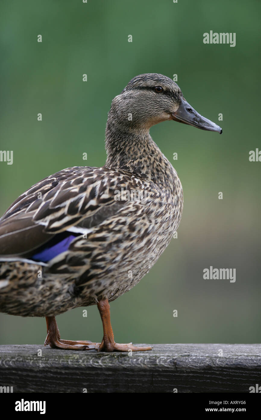 Femmina Mallard duck - Anas platyrhynchos Foto Stock