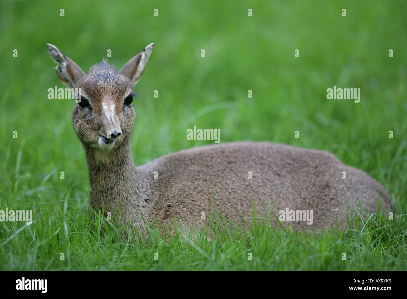 Gunther s dik dik - Madoqua guentheri Foto Stock