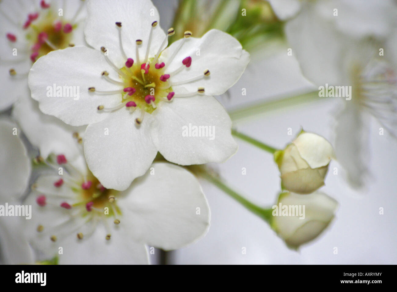 Cherry Tree blossom Foto Stock