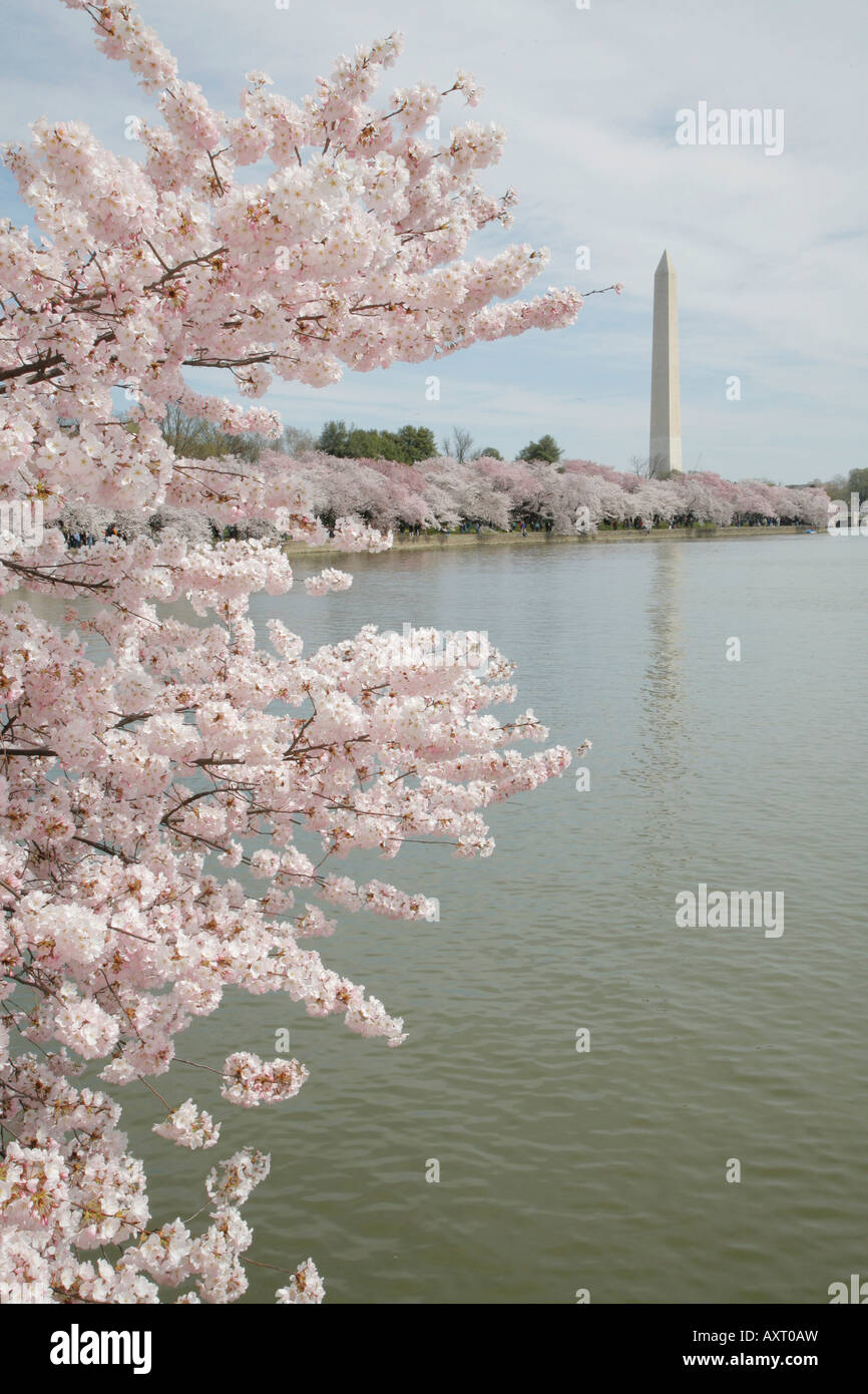 Tidal Basin, fiori di ciliegio, il Monumento a Washington, Washington DC, Stati Uniti d'America Foto Stock