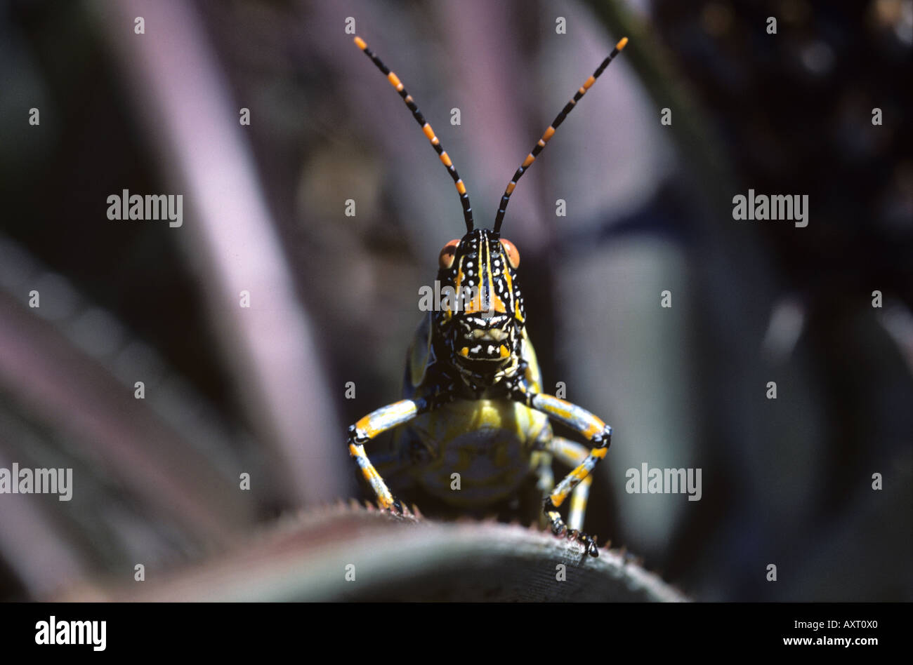 Elegante Grasshopper Zonocerus elegans testa su Foto Stock