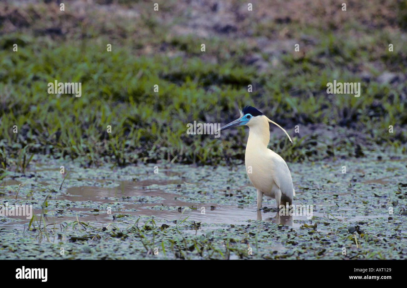 Tappate Heron Pilherodius pileatus Los Llanos del Venezuela Foto Stock