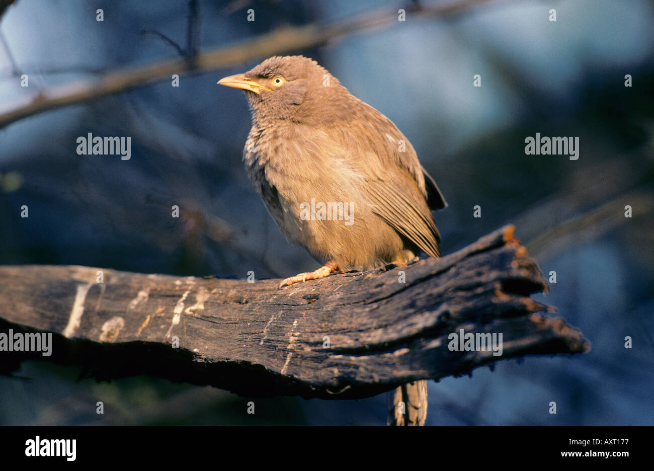 Jungle Babbler Turdoides striatus India Foto Stock