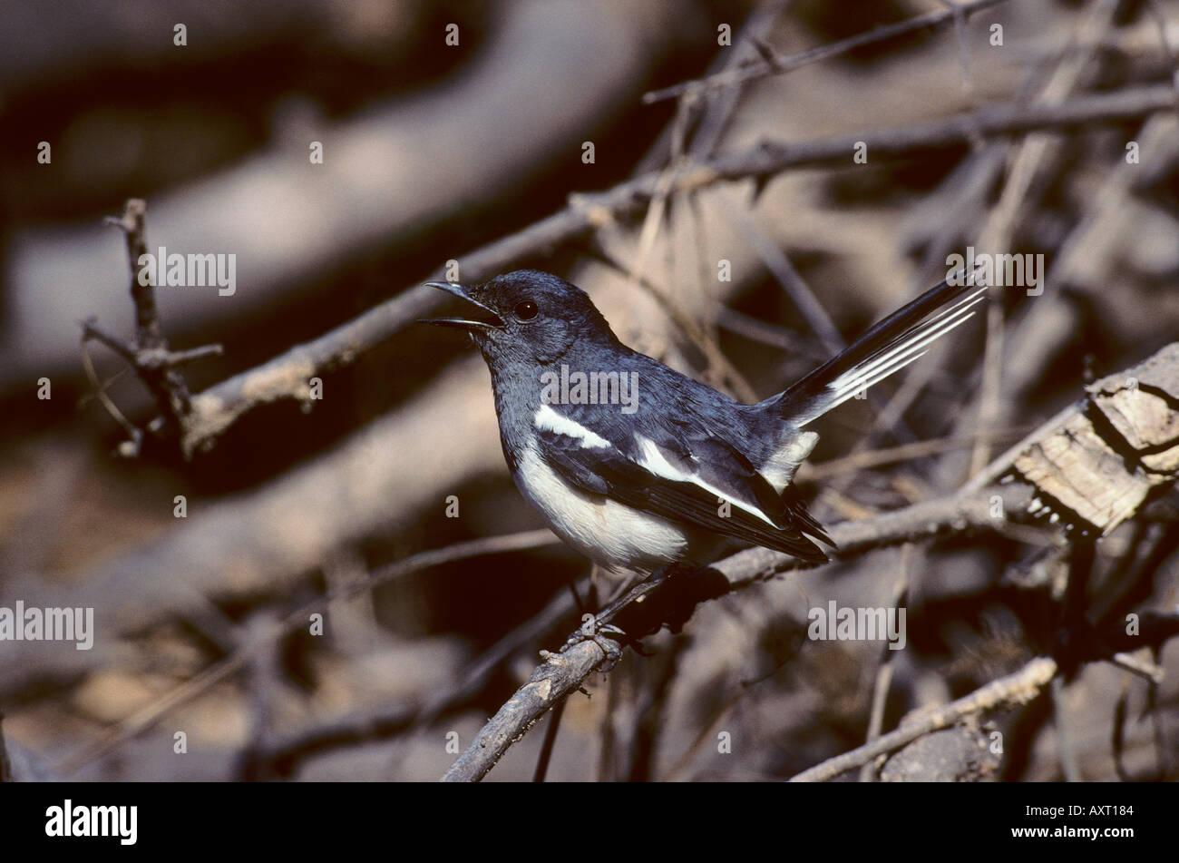 Oriental Magpie Robin femminile saularis Copsychus Foto Stock