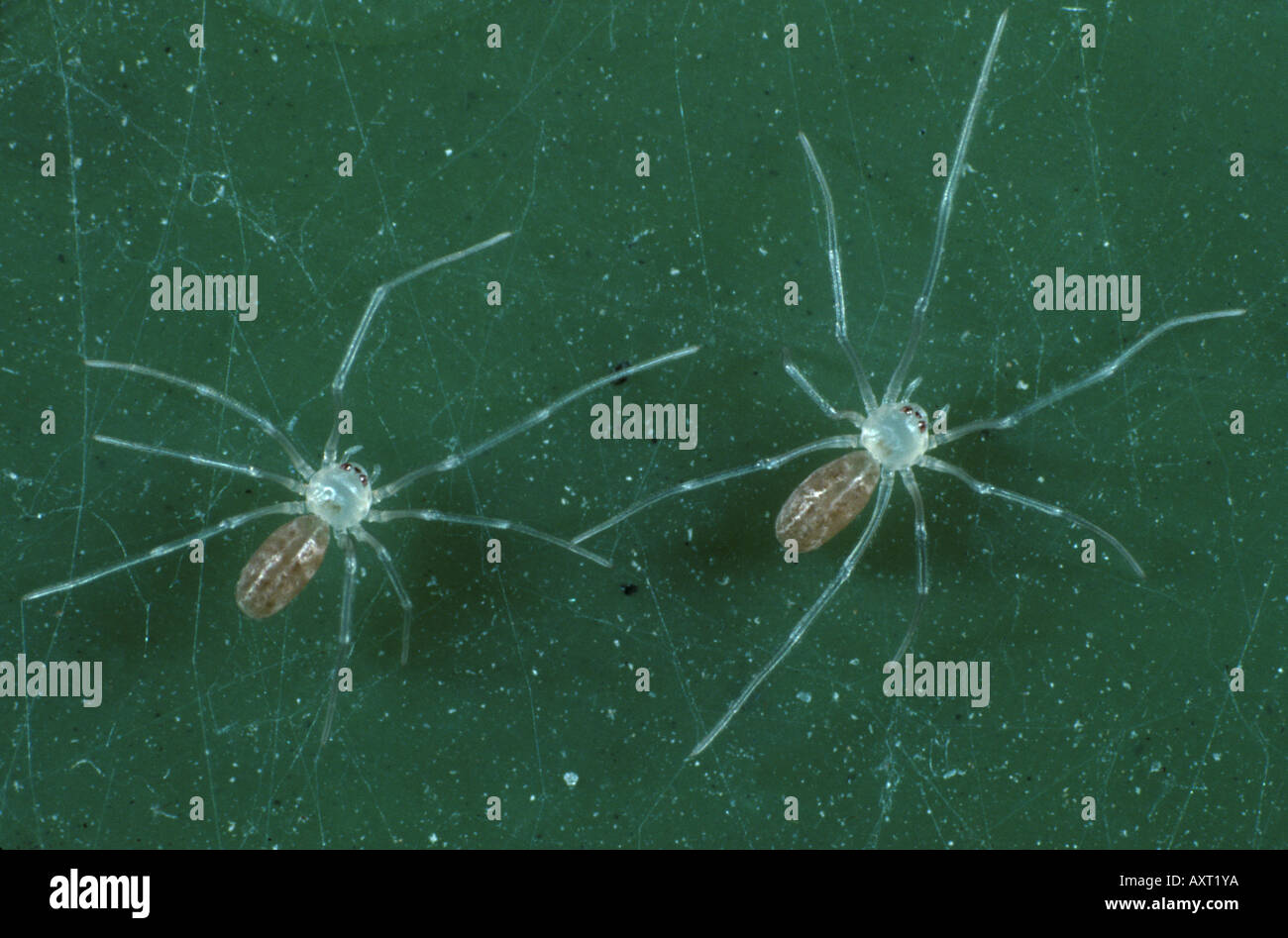 Spiderlings del Daddy Long legs spider Pholcus phalangoides Foto Stock