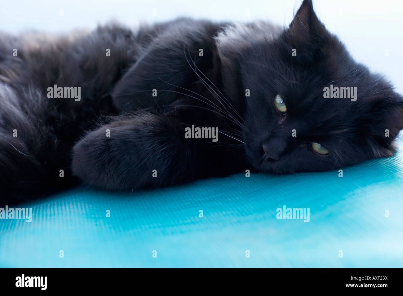 Gatto nero giacente su un sfondo blu, close-up Foto Stock