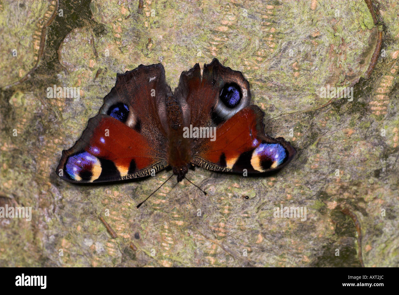 Farfalla pavone Inachis io ali aperte che mostra eye spot sul tronco di albero REGNO UNITO Foto Stock