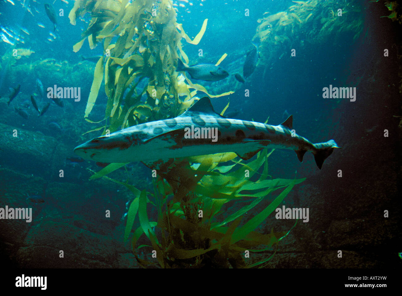 Squalo Leopardo Triakis semifasciata California c Foto Stock