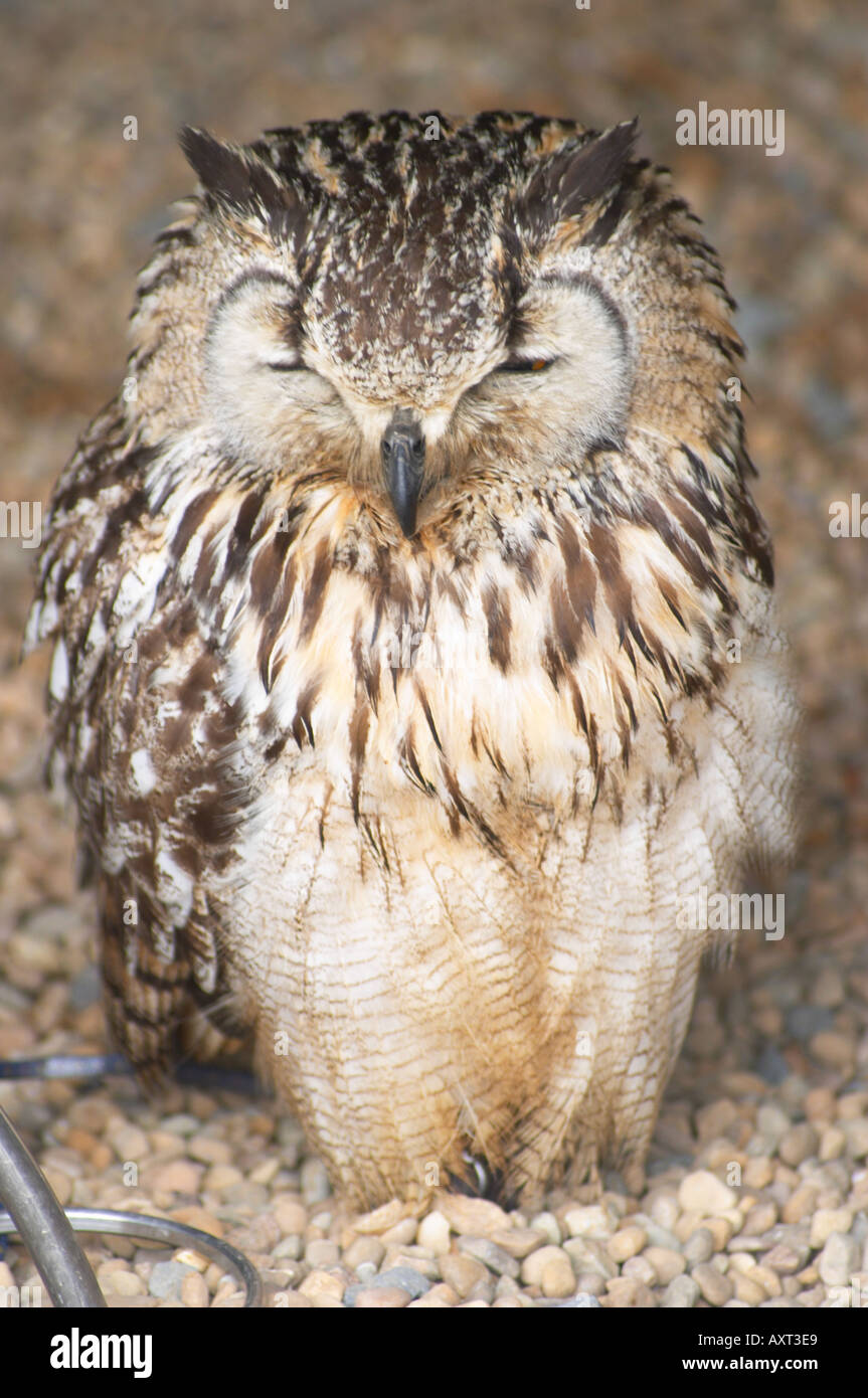 Il Bengala Gufo Reale Bubo Bengalensis Falconry Centre Yorkshire Dales National Park England Regno Unito Foto Stock