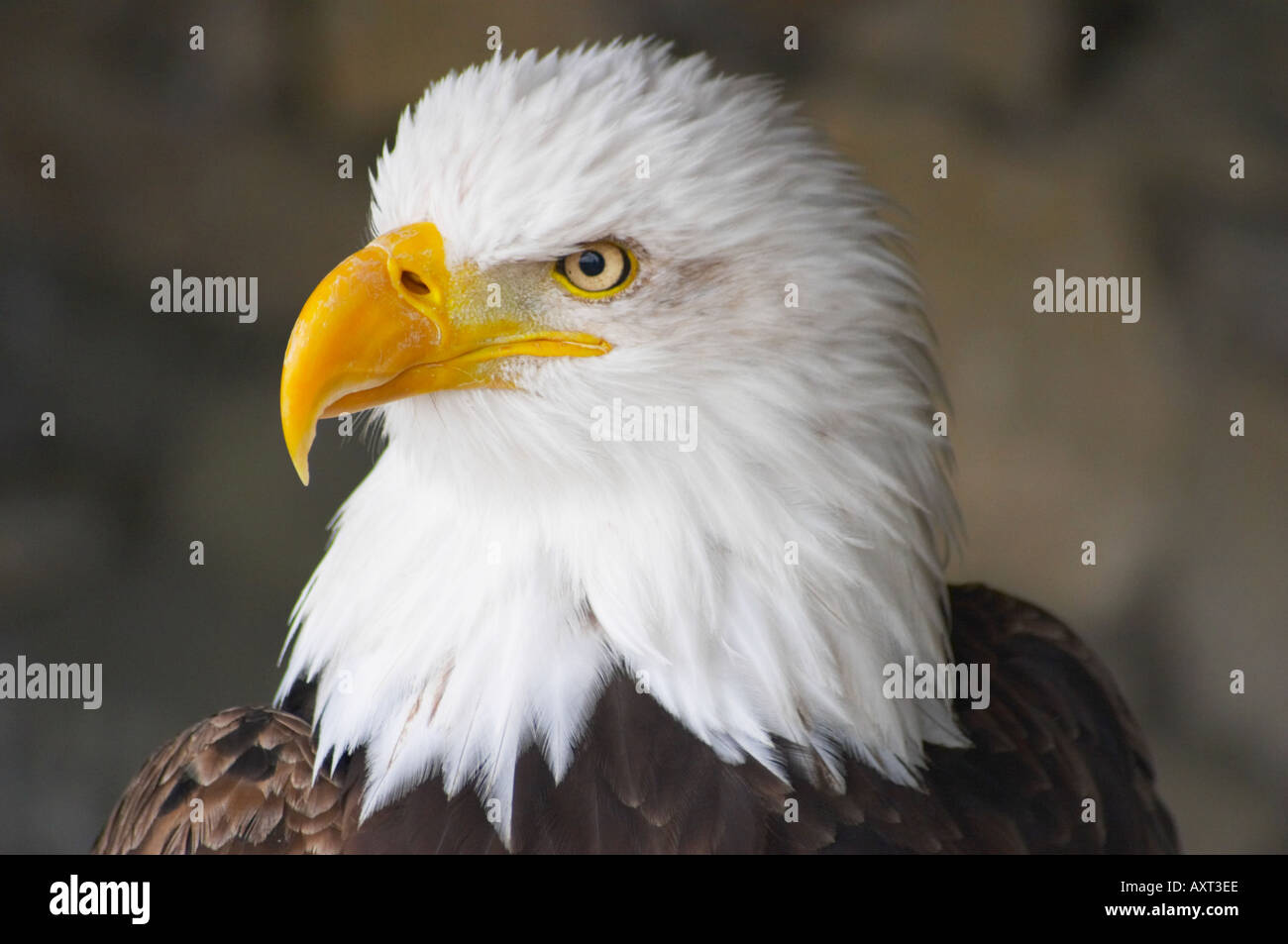 Aquila calva Haliaeetus leucocephalus Falconry Centre Yorkshire Dales National Park England Regno Unito Foto Stock