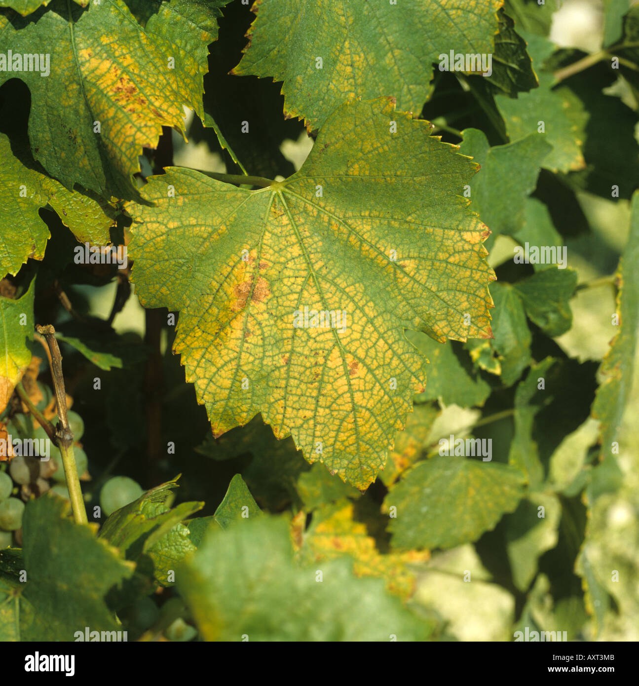 Acaro giallo Tetranychus urticae danni alle foglie di vite Foto stock -  Alamy