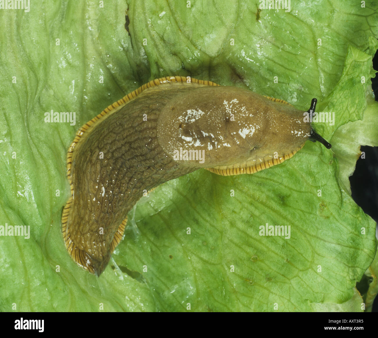 Grande nero slug Arion ater su una foglia di lattuga Foto Stock