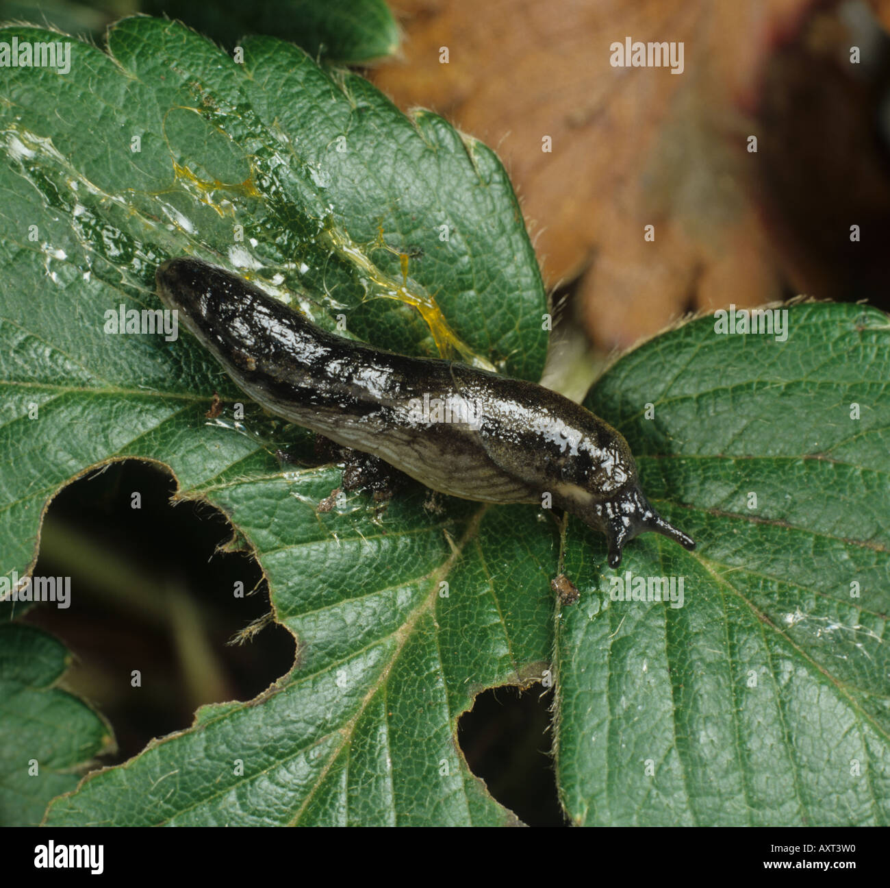 Giardino slug Arion hortensis su una foglia di fragola Foto Stock