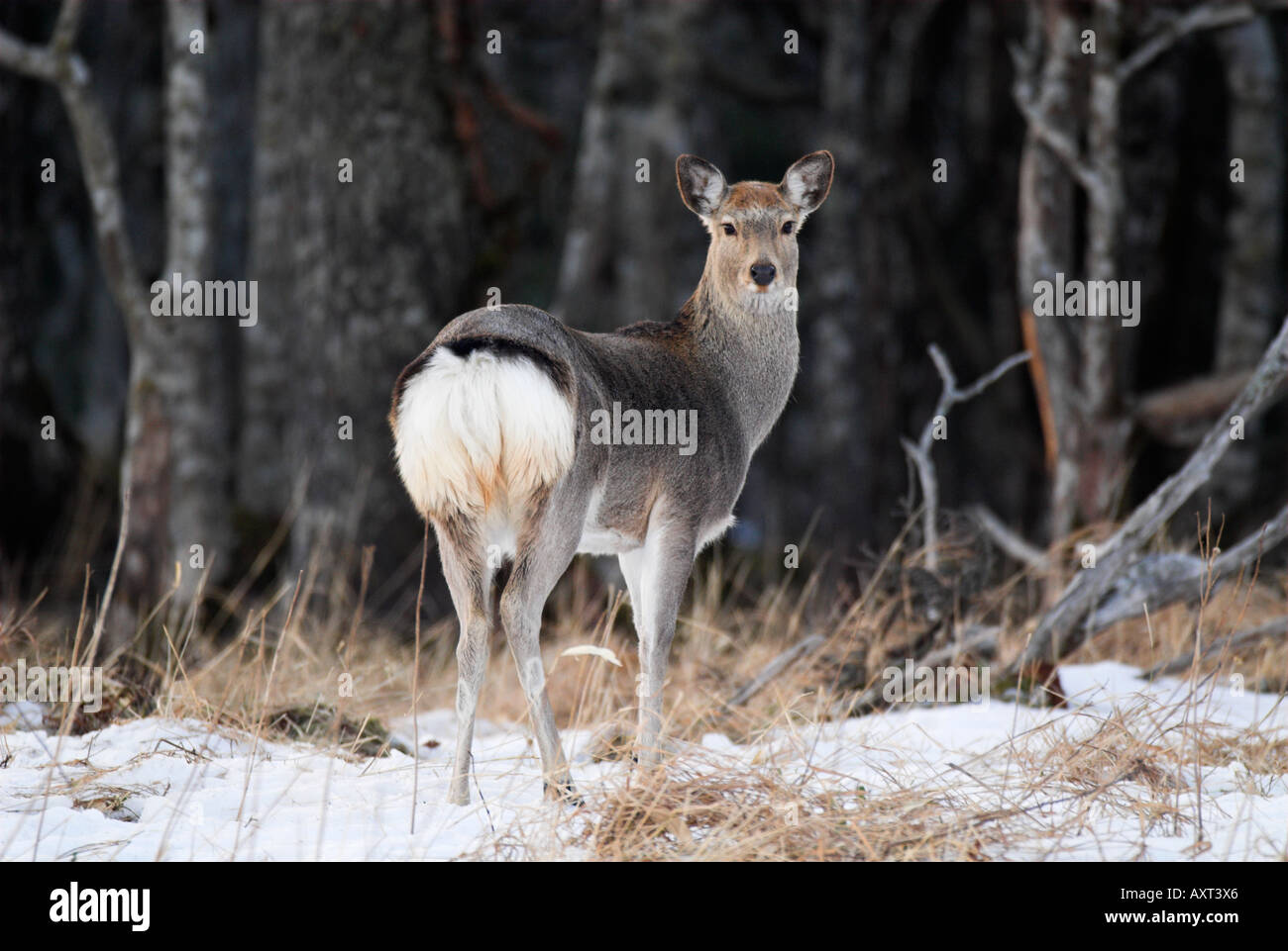 Sika deer Cervus nippon alert a bordo del bosco Regione Nemuro Isola Hokkaido in Giappone Foto Stock