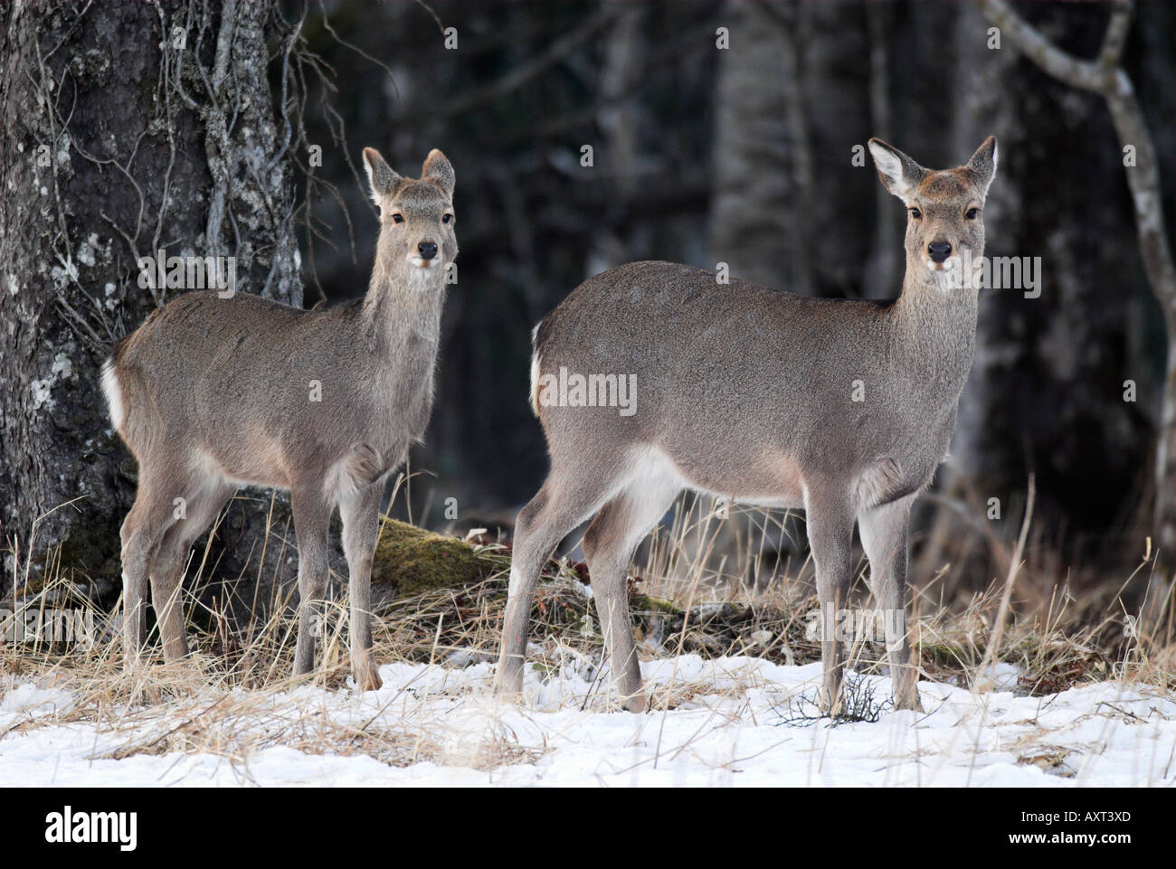 Sika deer Cervus nippon alert a bordo del bosco Regione Nemuro Isola Hokkaido in Giappone Foto Stock