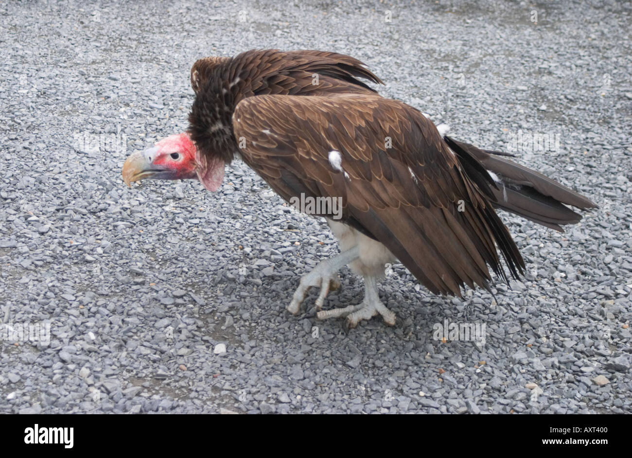 Vulture Falconry Centre Yorkshire Dales National Park England Regno Unito Foto Stock