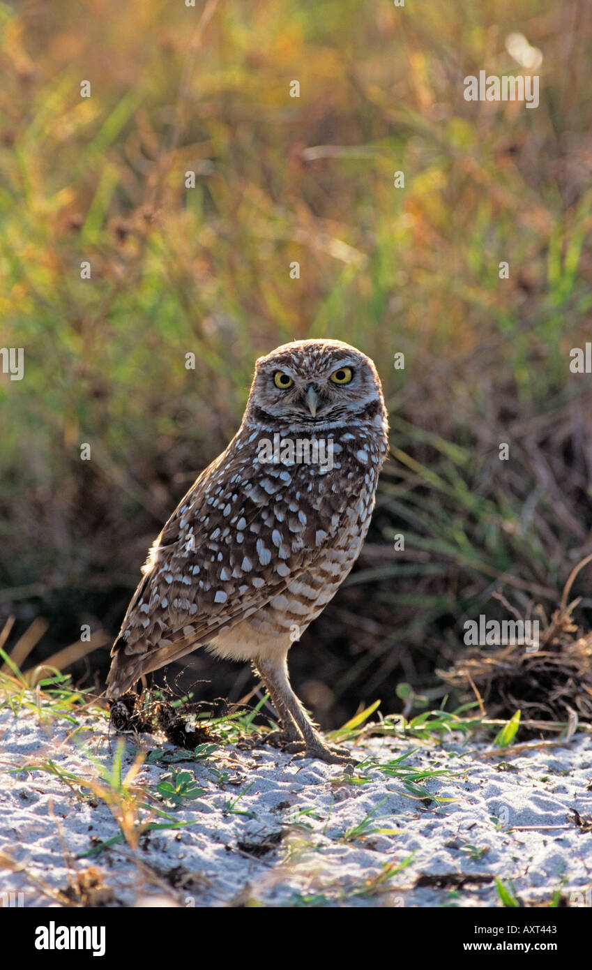 Scavando Owl Athene cunicularia Foto Stock
