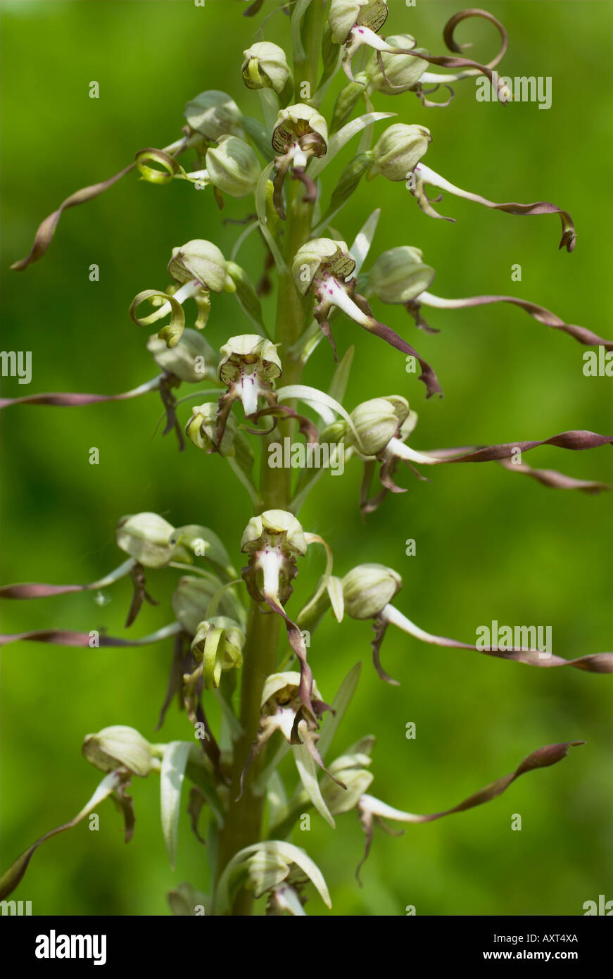 Lizard Orchid Himantoglossum hircinum Monkton Chalkpit Riserva Naturale Kent REGNO UNITO Foto Stock