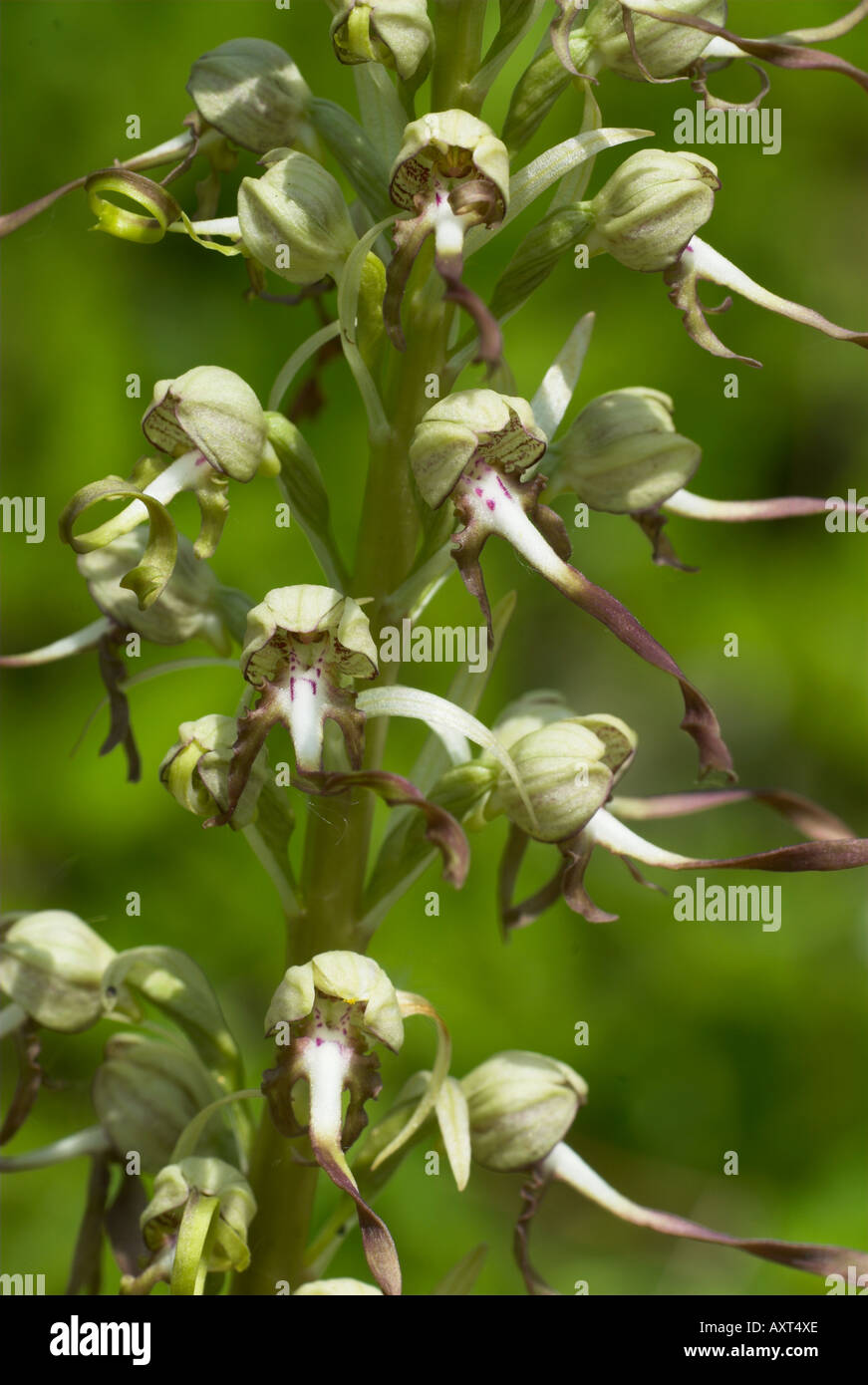 Lizard Orchid Himantoglossum hircinum Monkton Chalkpit Riserva Naturale Kent REGNO UNITO Foto Stock