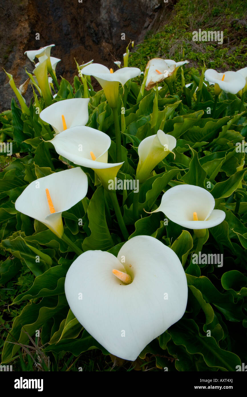 Calla Lilies sulla costa della California. Foto Stock