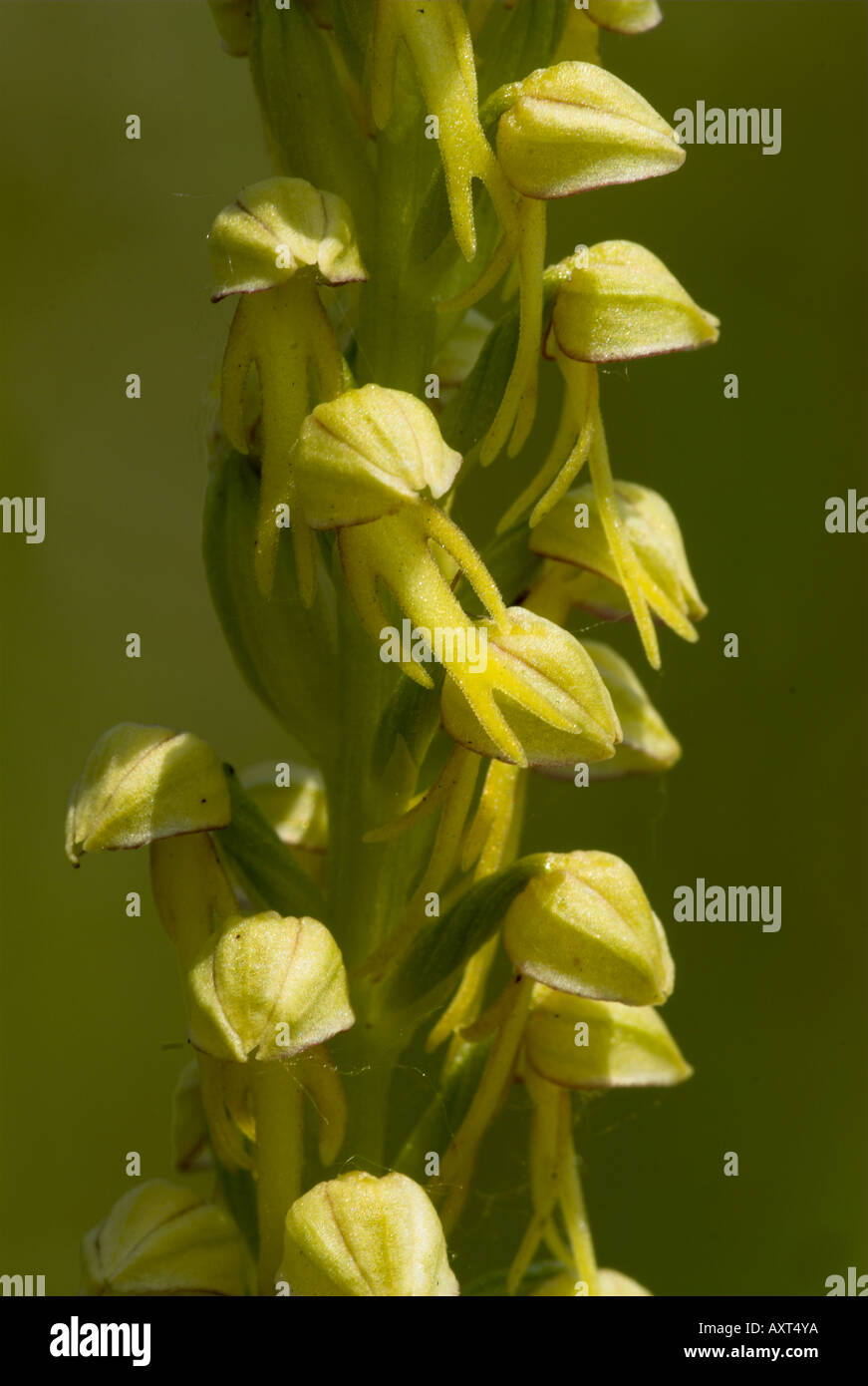 L'uomo Orchid Acceras anthropophorum Monkton Chalkpit Riserva Naturale Kent REGNO UNITO Foto Stock