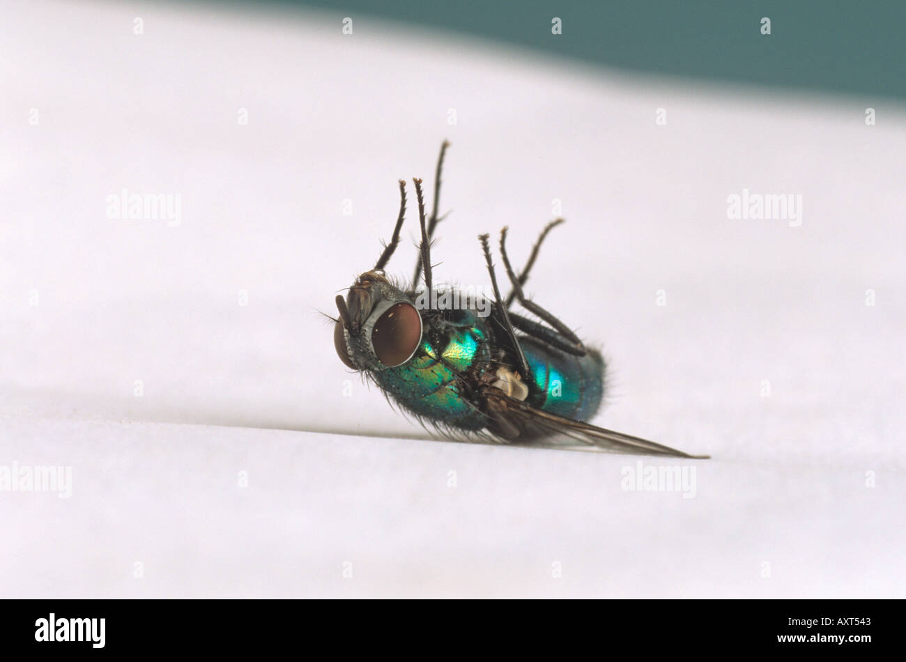 Dead verde bottiglia Fly Foto Stock