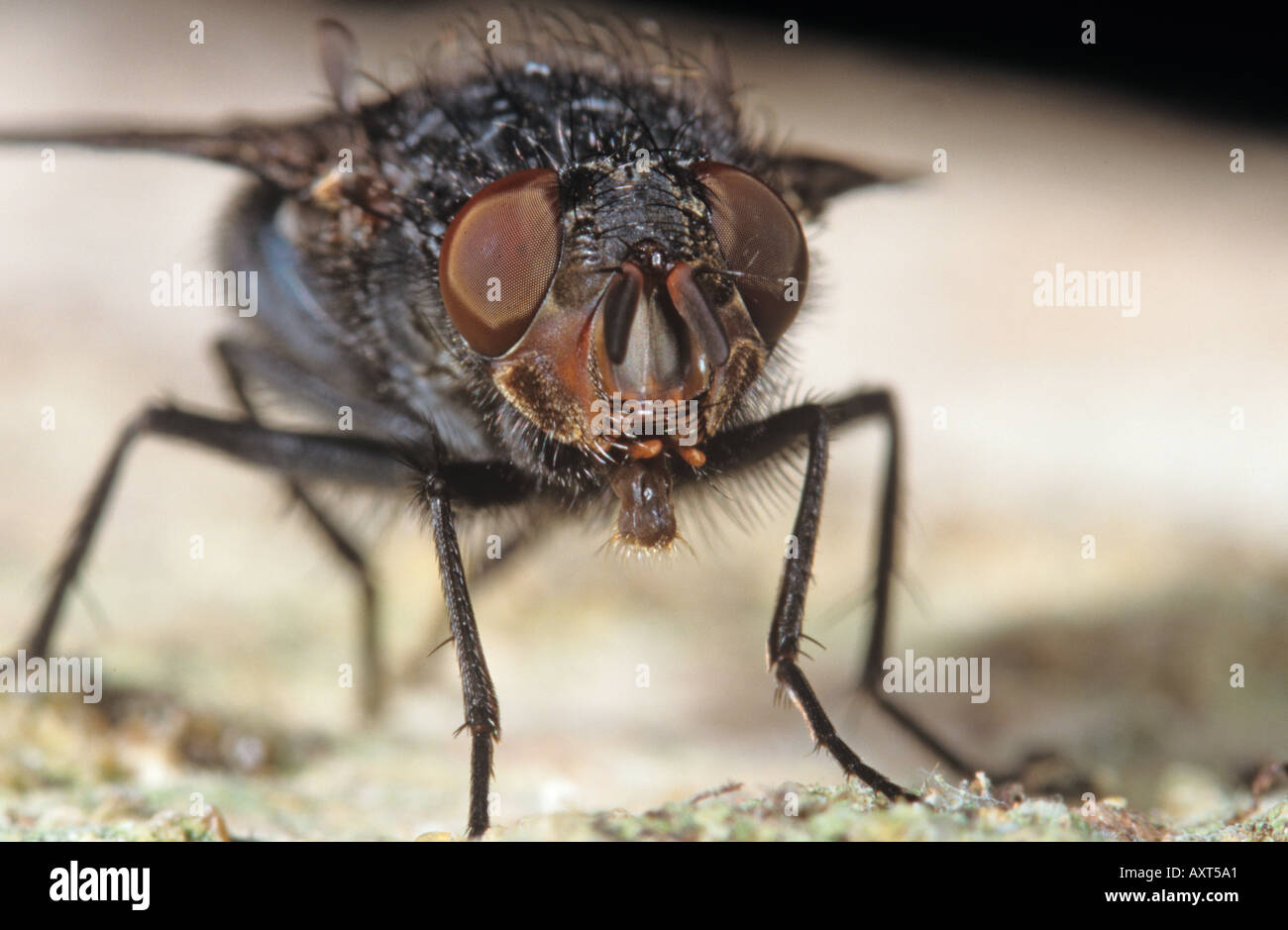 Carne volare Sarcophago camaria Foto Stock