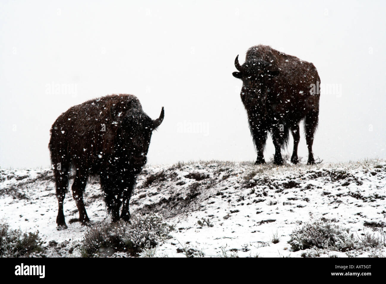 Bufali sotto la neve nel Parco Nazionale di Yellowstone, Wyoming usa Foto Stock