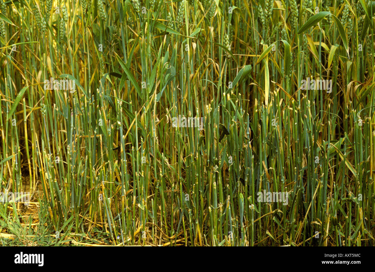Di coniglio o di lepre danni al bordo di una coltivazione di grano in ear Foto Stock