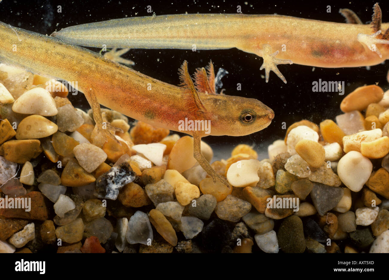 Newt liscia Lissotriton vulgaris vulgaris tadpole immaturi che mostra grandi branchie Foto Stock