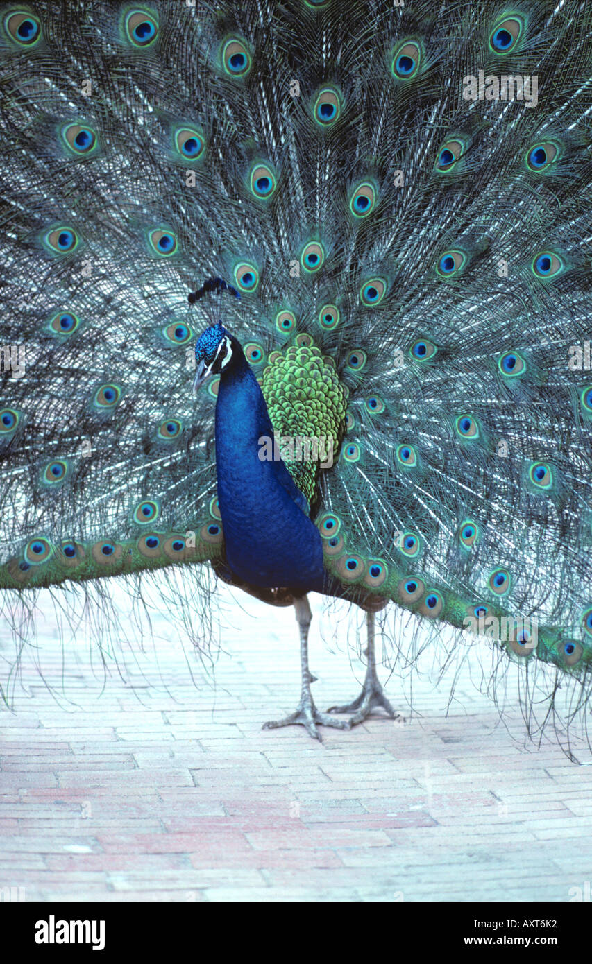 Maschio peafowl indiano Pavo cristatus visualizzando la sua coda durante il corteggiamento Foto Stock