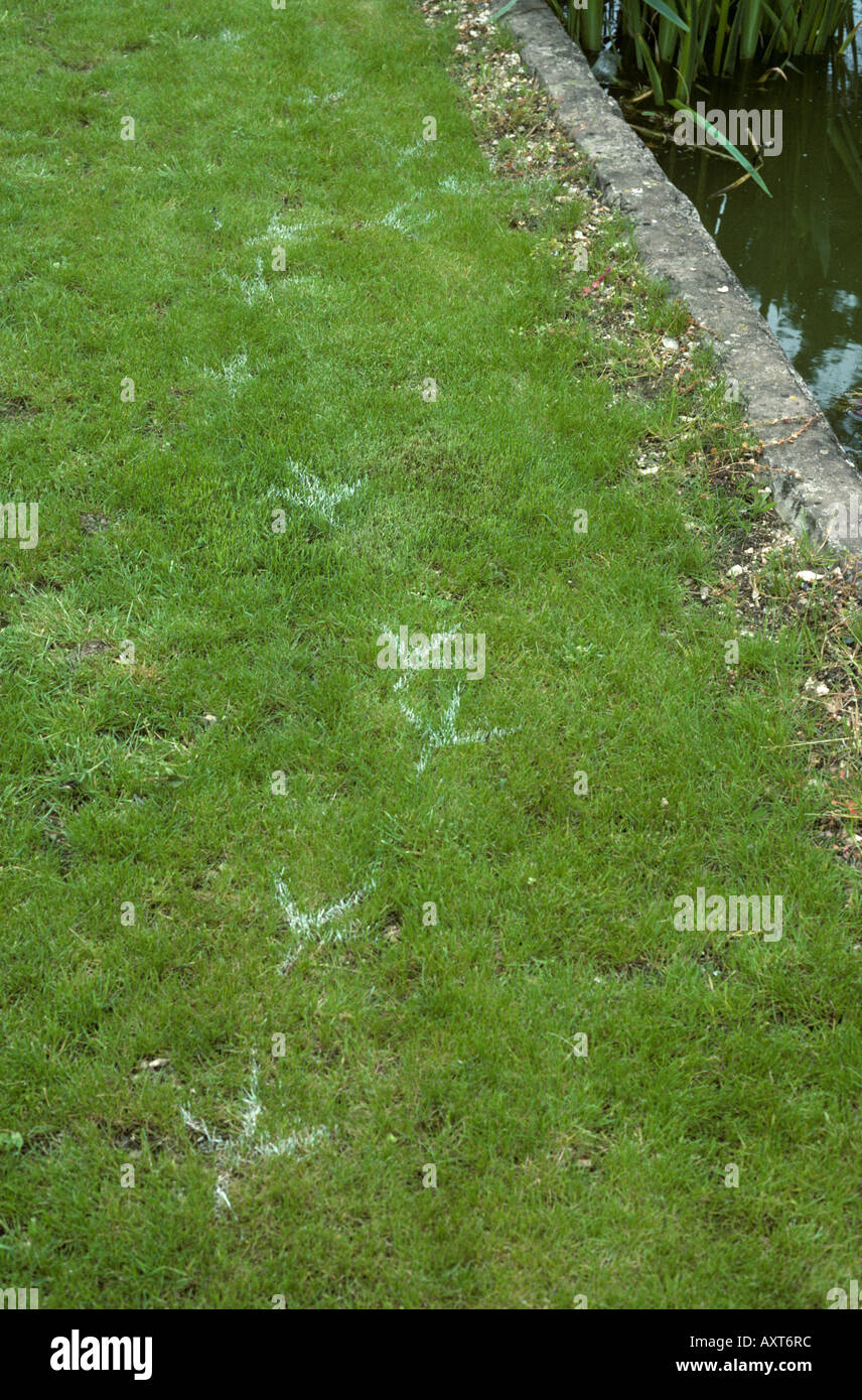 Luce di fango essiccato di footprint di un airone di Ardea cinerea orme che conduce ad un laghetto in giardino Foto Stock