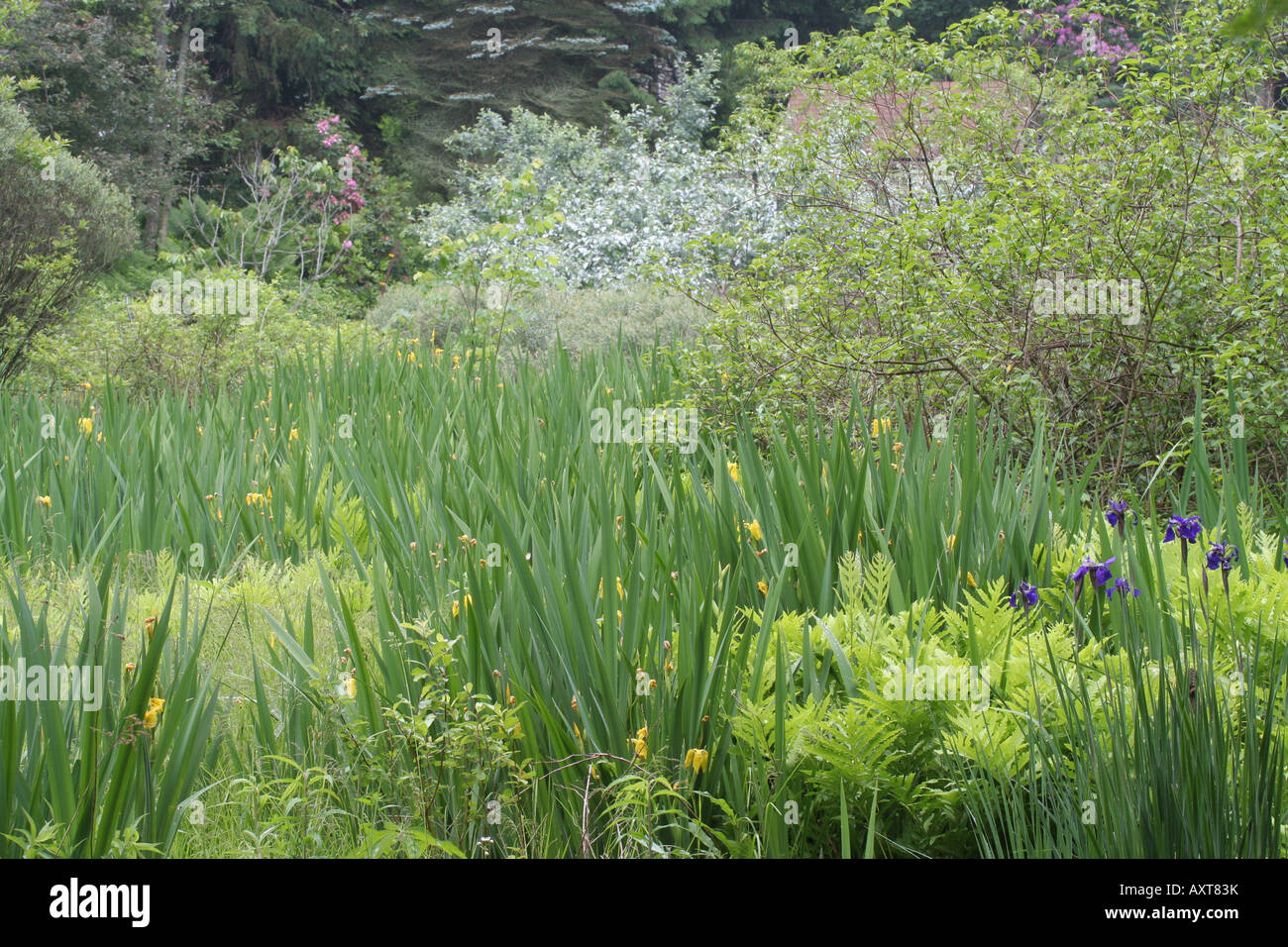 Marsh invasa da iris gialla (Iris pseudacorus) Foto Stock
