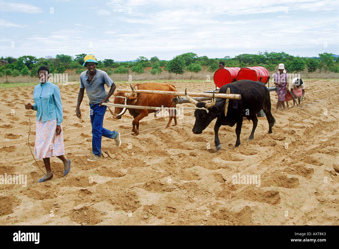 Gli africani con buoi e serbatoi di acqua di aratura e coltivazione Foto Stock