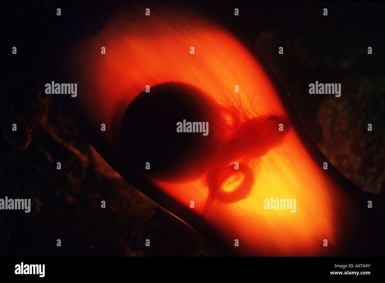 Si rigonfiano shark Cephaloscyllium ventriosum uovo Foto Stock