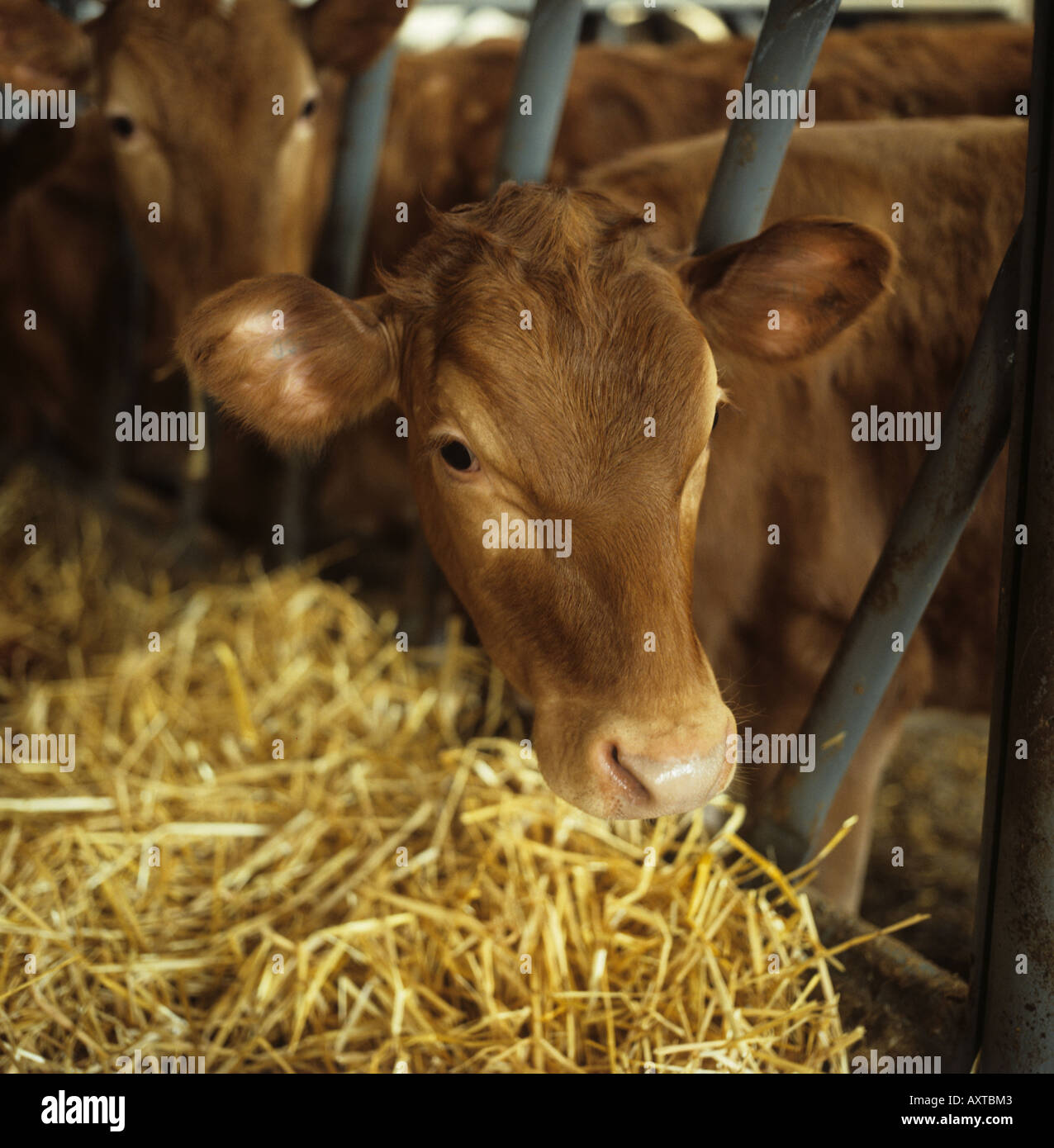 Guernsey vitello con testa attraverso le barre di penna Hampshire Foto Stock