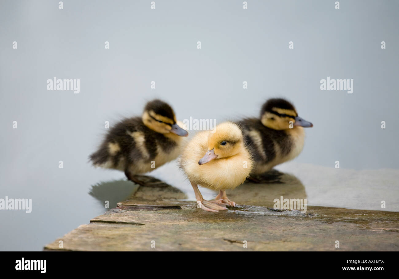 Trio di piccoli anatroccoli Mallard (Anas platyrhynchos) al bordo dell'acqua in primavera Foto Stock