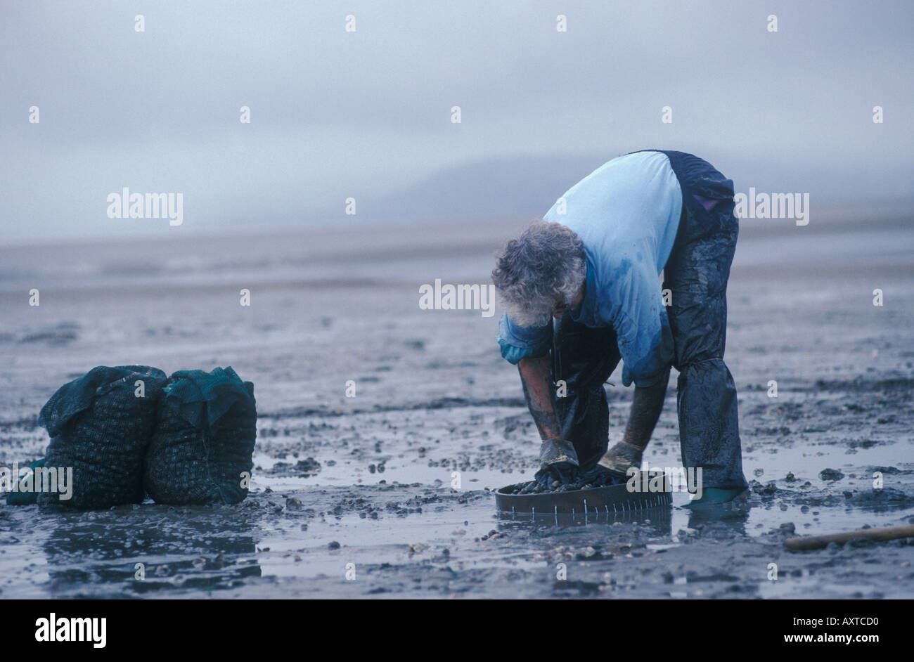 Pesca di galli Gower Peninsula, Loughor Estuary, Galles 1997 1990s UK HOMER SYKES Foto Stock