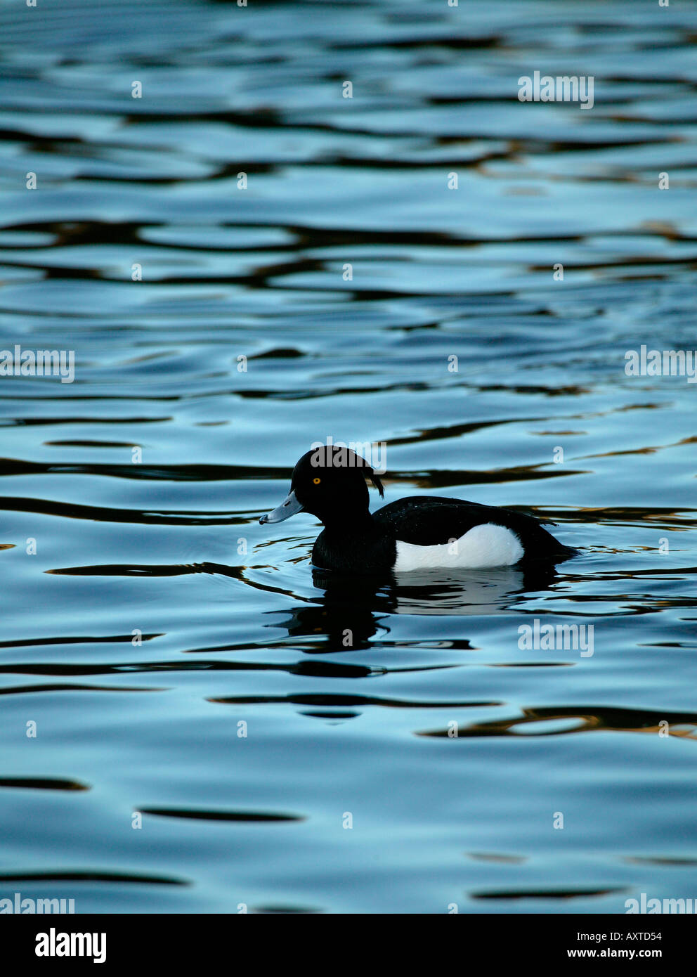 Moretta (Aythya fuligula), su St Margarets Loch Holyrood Park Edimburgo in Scozia Foto Stock