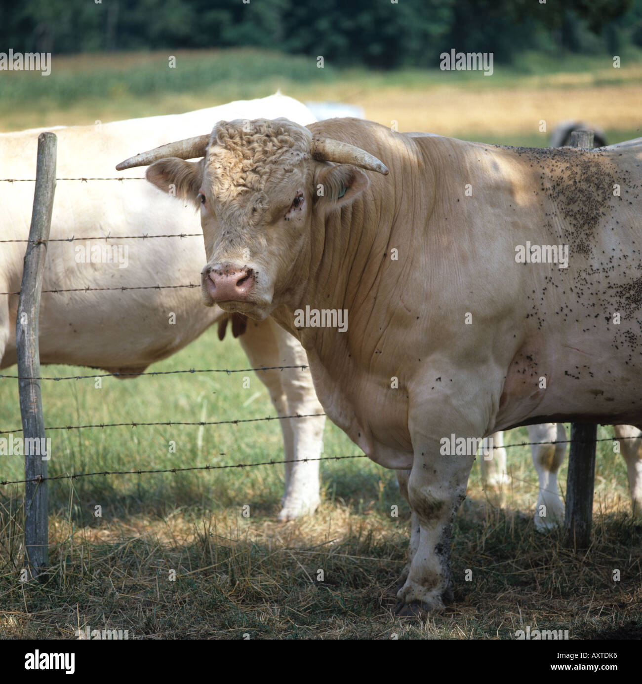Charolais bull con grave fly infestazione Auvergne Francia Foto Stock